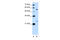 LOC642486 antibody, 30-132, ProSci, Western Blot image 