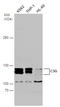 Rap Guanine Nucleotide Exchange Factor 1 antibody, GTX133726, GeneTex, Western Blot image 