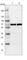 G3BP Stress Granule Assembly Factor 2 antibody, HPA018304, Atlas Antibodies, Western Blot image 