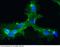 SELE antibody, 10335-R208, Sino Biological, Immunohistochemistry paraffin image 