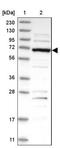 F-Box Protein 43 antibody, NBP1-84708, Novus Biologicals, Western Blot image 