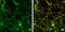 Cell Adhesion Molecule 4 antibody, GTX133294, GeneTex, Immunofluorescence image 