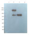 FKBP Prolyl Isomerase 6 antibody, orb341215, Biorbyt, Western Blot image 