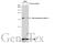 DNA Polymerase Epsilon 3, Accessory Subunit antibody, GTX129526, GeneTex, Western Blot image 
