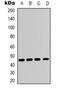 Calponin 1 antibody, orb387998, Biorbyt, Western Blot image 