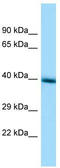 Transmembrane Protein 30A antibody, TA342365, Origene, Western Blot image 