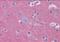 Regulating Synaptic Membrane Exocytosis 2 antibody, orb89892, Biorbyt, Immunohistochemistry paraffin image 