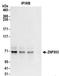 Zinc Finger Protein 503 antibody, NBP2-32132, Novus Biologicals, Immunoprecipitation image 