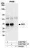 Kinetochore-associated protein NSL1 homolog antibody, A300-794A, Bethyl Labs, Immunoprecipitation image 