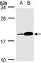 PACAP27 antibody, LS-C185837, Lifespan Biosciences, Western Blot image 