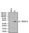 Rabbit IgG antibody, 31463, Invitrogen Antibodies, Immunoprecipitation image 
