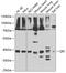 QKI, KH Domain Containing RNA Binding antibody, GTX33450, GeneTex, Western Blot image 
