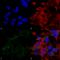 Vesicular glutamate transporter 3 antibody, SMC-397S, StressMarq, Immunocytochemistry image 