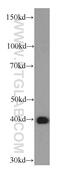 Mitochondrial inner membrane protein OXA1L antibody, 66128-1-Ig, Proteintech Group, Western Blot image 