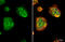 Fc Fragment Of IgE Receptor Ig antibody, GTX108487, GeneTex, Immunocytochemistry image 