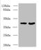 Dermokine antibody, A58810-100, Epigentek, Western Blot image 