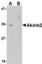 Akirin 2 antibody, NBP1-76347, Novus Biologicals, Western Blot image 
