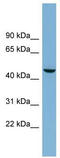 Alkaline Phosphatase, Germ Cell antibody, TA329491, Origene, Western Blot image 