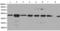 Actin Related Protein 3 antibody, TA324284, Origene, Western Blot image 