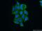 Glucosamine (N-Acetyl)-6-Sulfatase antibody, 13044-1-AP, Proteintech Group, Immunofluorescence image 