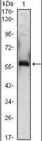 Alpha-1-B glycoprotein antibody, orb89447, Biorbyt, Western Blot image 