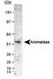 Cytochrome P450 Family 19 Subfamily A Member 1 antibody, TA301409, Origene, Western Blot image 