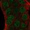 Zinc Finger Protein 488 antibody, HPA035958, Atlas Antibodies, Immunofluorescence image 