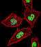 Nuclear receptor ROR-alpha antibody, 55-471, ProSci, Immunofluorescence image 