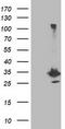 Phenylethanolamine N-Methyltransferase antibody, TA502852, Origene, Western Blot image 