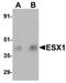 ESX Homeobox 1 antibody, orb75357, Biorbyt, Western Blot image 