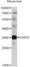 Caspase 9 antibody, abx125612, Abbexa, Western Blot image 