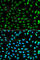 PCNA antibody, A0264, ABclonal Technology, Immunofluorescence image 