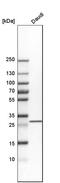 TRNA-Histidine Guanylyltransferase 1 Like antibody, HPA035877, Atlas Antibodies, Western Blot image 
