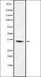 Olfactory Receptor Family 13 Subfamily C Member 8 antibody, orb378353, Biorbyt, Western Blot image 