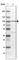 R3H Domain Containing 2 antibody, HPA038327, Atlas Antibodies, Western Blot image 
