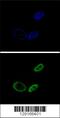 Nuclear Receptor Subfamily 0 Group B Member 2 antibody, 55-606, ProSci, Immunofluorescence image 