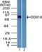 DEAD-Box Helicase 18 antibody, NBP2-27353, Novus Biologicals, Western Blot image 