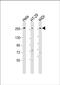Pecanex 2 antibody, PA5-49540, Invitrogen Antibodies, Western Blot image 