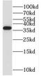Mitochondrial Ribosomal Protein S35 antibody, FNab05362, FineTest, Western Blot image 