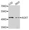 Alanine--Glyoxylate And Serine--Pyruvate Aminotransferase antibody, orb374097, Biorbyt, Western Blot image 