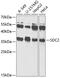 Syndecan 2 antibody, 14-465, ProSci, Western Blot image 