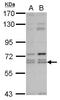 Kelch-like protein 12 antibody, NBP2-17077, Novus Biologicals, Western Blot image 