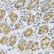 Serpin B5 antibody, LS-C749056, Lifespan Biosciences, Immunohistochemistry frozen image 