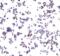 PD-L1 antibody, SD8641, ProSci Inc, Immunocytochemistry image 