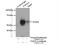 Nucleosome Assembly Protein 1 Like 4 antibody, 16018-1-AP, Proteintech Group, Immunoprecipitation image 