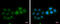 DiGeorge Syndrome Critical Region Gene 6 Like antibody, GTX120306, GeneTex, Immunocytochemistry image 