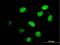 IKAROS Family Zinc Finger 4 antibody, H00064375-B01P, Novus Biologicals, Immunofluorescence image 