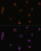Solute Carrier Family 32 Member 1 antibody, 18-955, ProSci, Immunofluorescence image 
