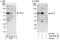 Cell division cycle 7-related protein kinase antibody, A302-504A, Bethyl Labs, Immunoprecipitation image 