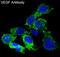 VEGF antibody, M00045-1, Boster Biological Technology, Immunofluorescence image 